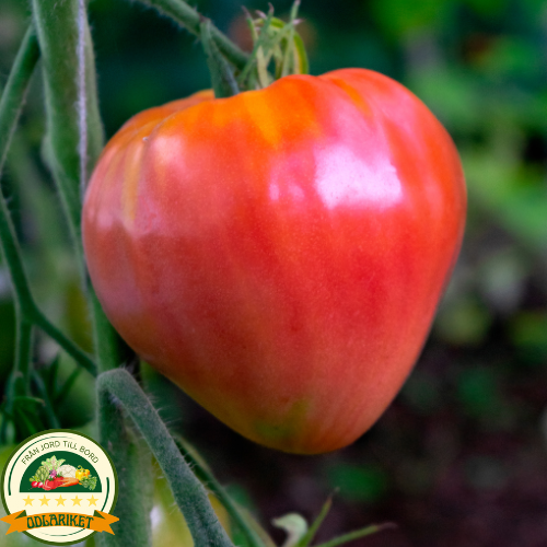 Tomato Oxheart - 40 seeds