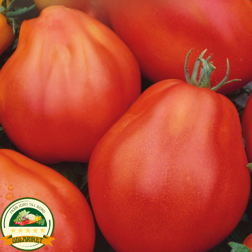 Tomato - Red Pear - 50 seeds