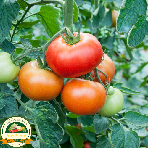steak tomato - Tolek