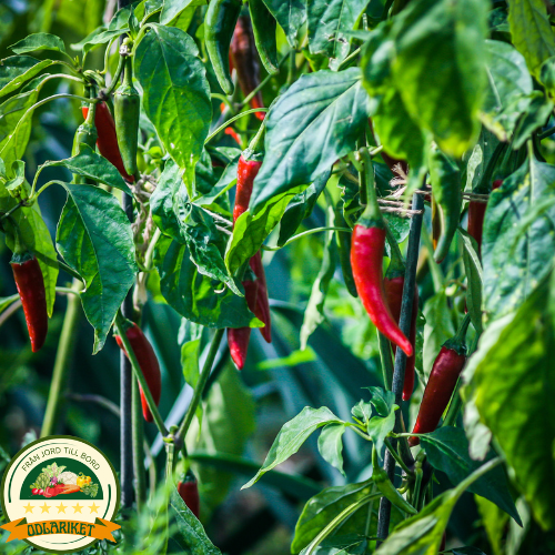 Chilipeppar – Poseidon - 70 frön