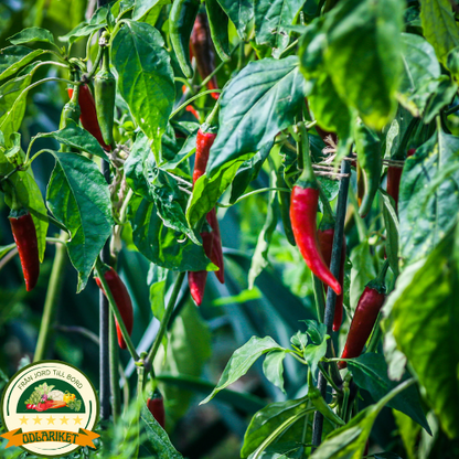 Chili pepper – Poseidon - 70 seeds
