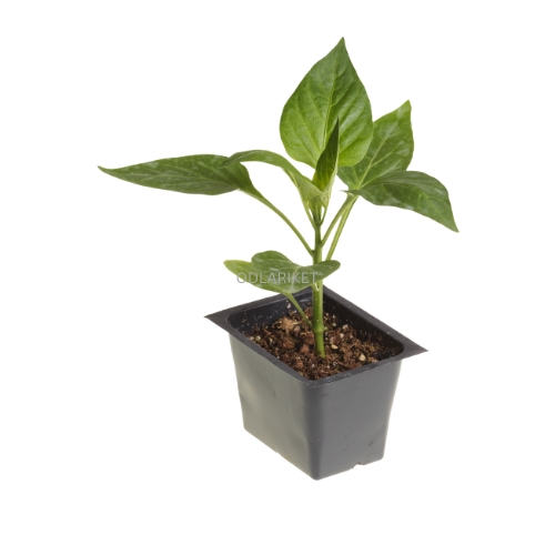 Paprika ‘Corno di Toro’ planta