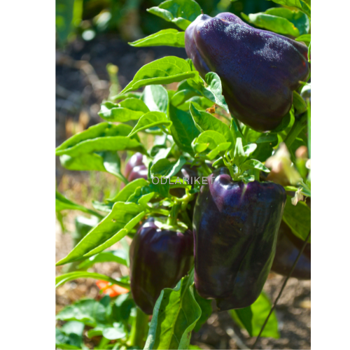 Pepper &