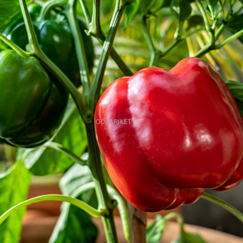 Pepper &