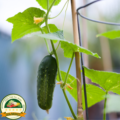 Cucumber - Marketmore - 80 seeds