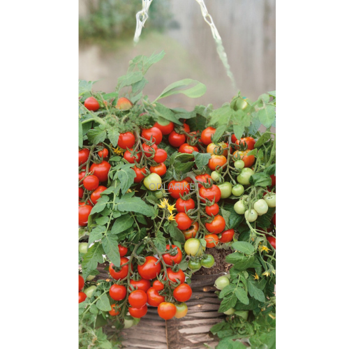 Bush tomato - Bajaja