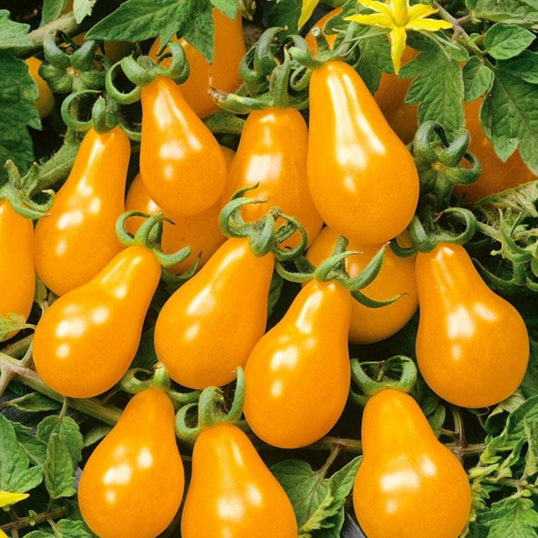 Cherry tomato &