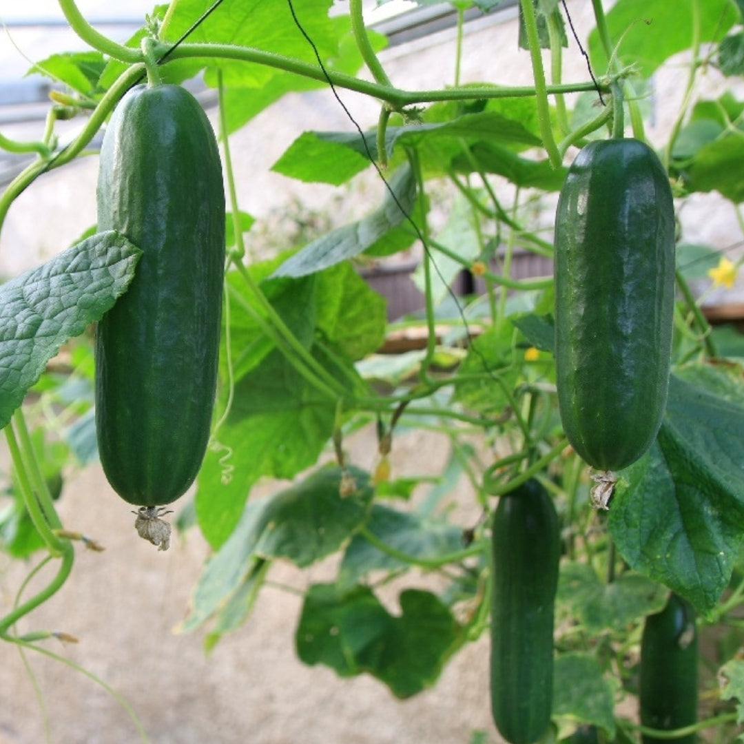 Cucumber &