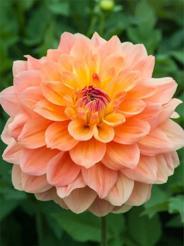 Dahlia - Ace summer sunset