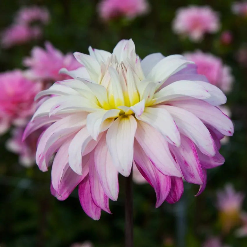 Dahlia - Pink petticoat