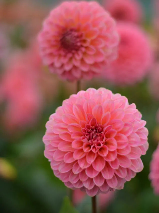 Dahlia - Pink runner